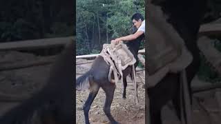 The process of installing the wood saddle for the horse [upl. by Kimberlee884]