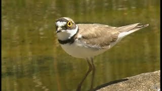 Petit Gravelot Little Ringed Plover  Flussregenpfeifer Charadrius dubius [upl. by Rotceh]