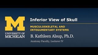 Skeletal System Skull  Inferior View [upl. by Stacee925]