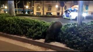 Jabalíes en la Avenida Diagonal de Barcelona durante el confinamiento por coronavirus [upl. by Alcock]