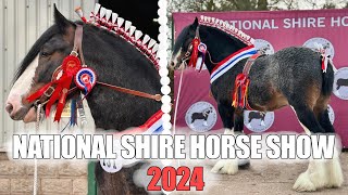 NATIONAL SHIRE HORSE SHOW  2024  Champion Stallion [upl. by Ronnica]