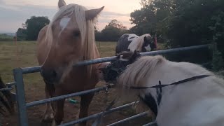 Stallion flirting with the mares 30th Aug 24 Butleigh in Avalon [upl. by Hooke355]