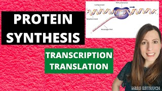 PROTEIN SYNTHESIS Alevel Biology Transcription translation and premRNA modifications [upl. by Nalac]