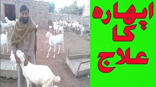 Bakri ke aphara ka ilaj  goat eating over feed  bakri ne jyada kha Lia  Urdu Hindi [upl. by Nedda]