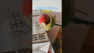 Abhi tor bhaewa pitael ba ab tor bari ba🤣😂🤣funny parrot comedy youtubeshorts anmolkumar240 [upl. by Yornek64]