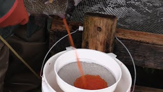 Spawning Rainbow Trout at the Spokane Hatchery [upl. by Nnalatsyrc]