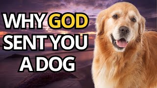 This Is Why God Put a Dog in Your Life 🐶  Find Out Here  Spirituality 🐾 [upl. by Shushan]