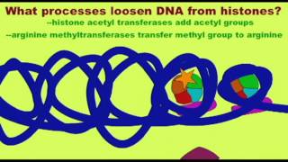 GENETICS 3 HISTONES AND TRANSCRIPTION [upl. by Evie]