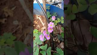 Trikhada Oxalis Latifolia Broadeaf pink wood sorrel terracegarden hobby happy youtubeshorts [upl. by Cully]