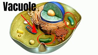 Vacuoles Function in Cells [upl. by Wivinia]