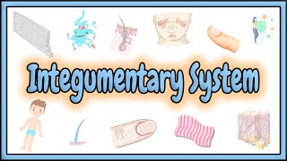 39 The Integumentary System What It Is and How It Works [upl. by Aneele]