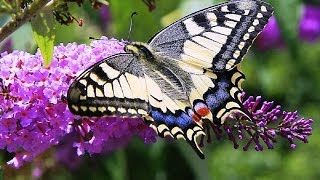 Butterflies and Flowers  1 Hour Nature Meditation with Soothing Music [upl. by Ellinet]