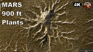 900 ft Plants found on MARS 4K Giant Vines ArtAlienTV R [upl. by Corly]