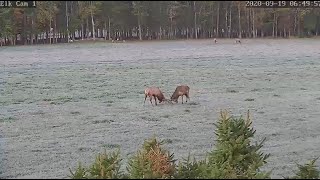 Elk Cam in Benezette PA  Playful sparring  091920  644 am [upl. by Ethelda]