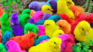 Menangkap ayam lucu ayam warna warni ayam rainbow bebek angsa ikan hias ikan cupang Kelinci [upl. by Velma735]