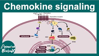 Chemokines  Chemokine signaling  Chemokines and cancer  how Chemokines work USMLE step 1 [upl. by Voltmer]