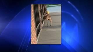 Rabid Deer Attacks Woman [upl. by Lilybel]