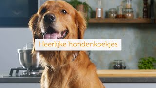 Hondenkoekjes maken  Tips amp Tricks  Coop [upl. by Adnilemre]