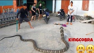 Terrible the worlds largest and most venomous snake  king cobra  peoples obsession [upl. by Kipper]