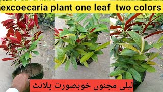 Excoecaria plant info Laila Majnu Assocaria plant Bicolor foliage Most pronunciation [upl. by Holder]