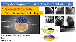 Early development in fish Cleavage gastrulation germ layer Early development of vertebrates Fish [upl. by Fitalludba607]