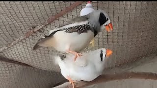 Finch Mating  Zebra Finch Breeding [upl. by Odarbil669]