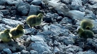 Decorah Goose The Goslings jump and join Mother amp Father on the ground  exploreorg 04262023 [upl. by Yerahcaz]