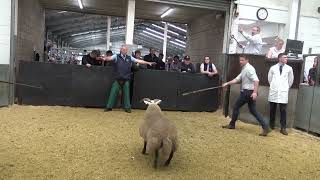 20230906121727 Auldhouseburn ewe lamb £3800 to Thomas Muirhead [upl. by Esoryram503]