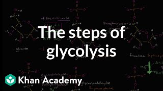 Steps of glycolysis  Cellular respiration  Biology  Khan Academy [upl. by Annovaj]