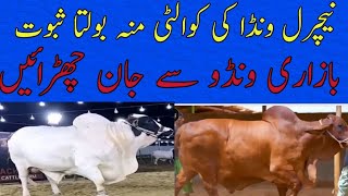 qauality of natural desi wanda katta farming wanda bachra farming wanda farming ideas desi wanda [upl. by Ycnaf248]