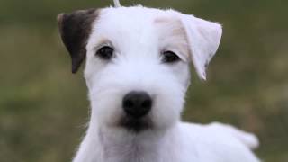 Heidi the Parson Russell Terrier [upl. by Synned994]