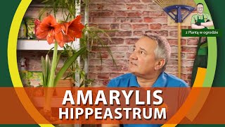 Jak sadzić hippeastrum  amarylisa  Z PLANTĄ W OGRODZIE [upl. by Essila]