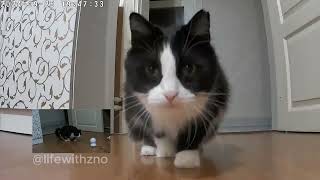 Oreo approaches new camera and then Zoom notices it later catlife cat animalvideos [upl. by Gudrin]