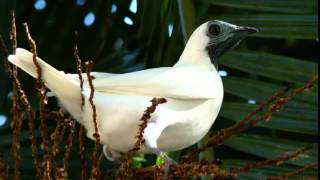 Pájaro Campana Cantando Sonido para Llamar El Mejor [upl. by Anayeek]