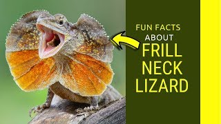 Frill Neck Lizard for kids Do you know frill neck lizard running on water [upl. by Ocnarf]