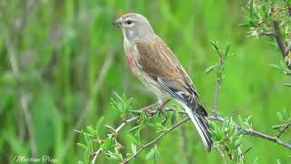 Chant du Linotte mélodieuse 😀 [upl. by Stalk]