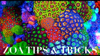 Zoanthid Care 101 [upl. by Hike]