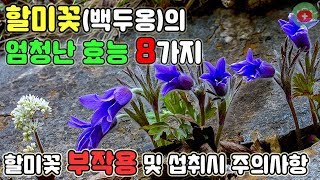 당신이 몰랐던 할미꽃백두옹의 엄청난 효능 8가지 할미꽃 부작용 및 섭취시 주의사항  SHARE 건강정보 [upl. by Emelita]