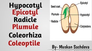 Radicle Plumule Epicotyl Hypocotyl Coleoptile and Coleorhiza in seed [upl. by Sher]