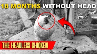 Mike the Headless Chicken  18 months without head Journey The Incredible Story of Headless Chicken [upl. by Brietta]