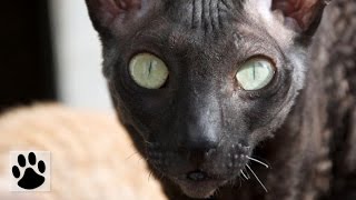 Породы кошек  Корниш рекс Cornish Rex Cat Breed [upl. by Cleopatre322]