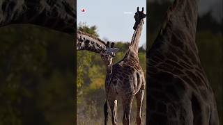 Do you know how Giraffes mating ritual is🦒🦒🍀wildlife giraffe shorts animal explore yt nature [upl. by Yornek]