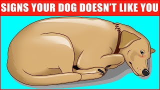 14 Signs Your Dog Doesn’t Love You Even if You Think They Do [upl. by Lalage961]