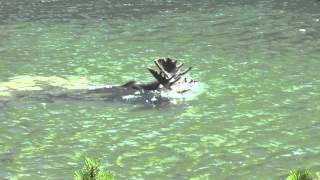 Diving Moose on Swiftcurrent Trail [upl. by Desdemona653]