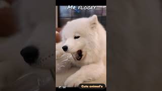 The Satisfying Chewing Sounds Of A Samoyed [upl. by Nailuj]