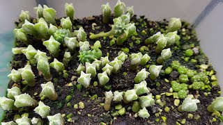 Cactus Seedlings  Hybrid Astrophytum  Gymnocalycium Astrophytum Myriostigma Euphorbia Obesa [upl. by Atinaw]