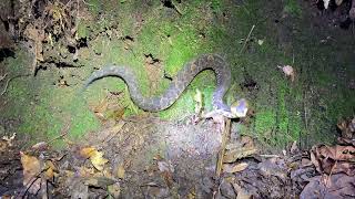 Mexican Jumping Pitviper Metlapilcoatlus nummifer defensive display [upl. by Bonni287]