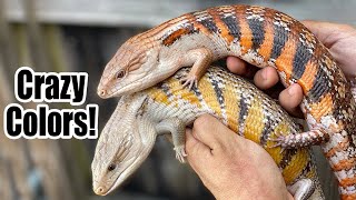 Northern Blue Tongue Skink Morphs [upl. by Ardisj129]