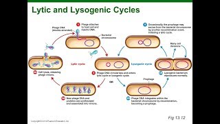 Virus Lysogenic Cycle Animation HD [upl. by Avik]