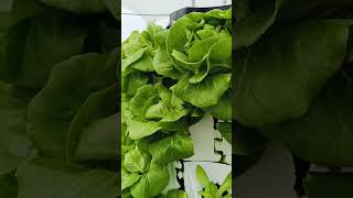 garden aeroponictower indoorgarden aeroponics indoorplants hydroponictower plants farming [upl. by Anev]